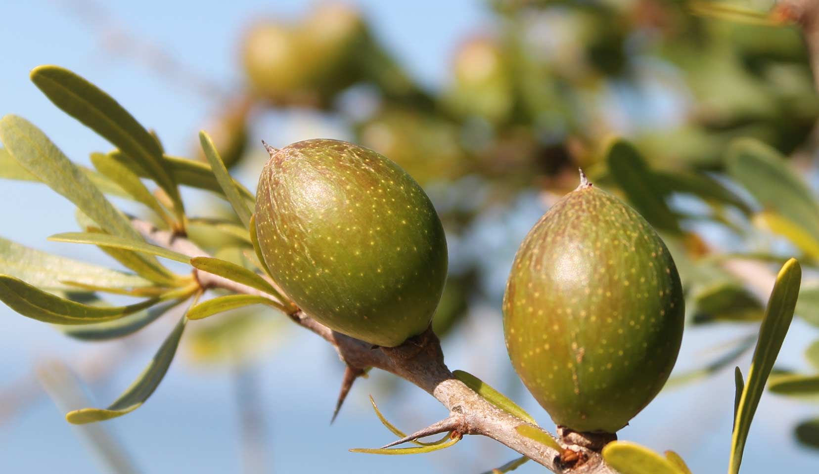 Argan tree _Argania spinosa__fruit_1.jpg