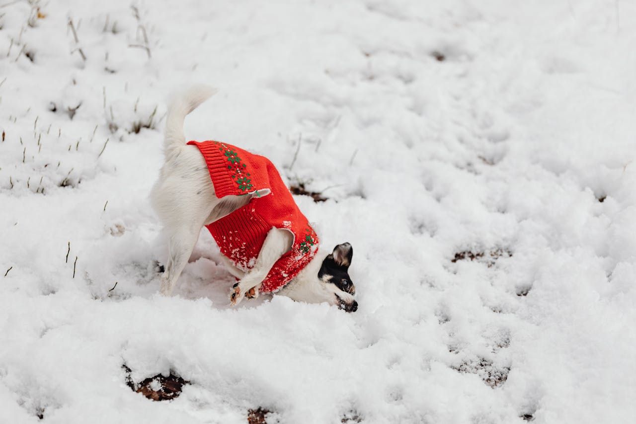 Dog Layering Tips.jpg