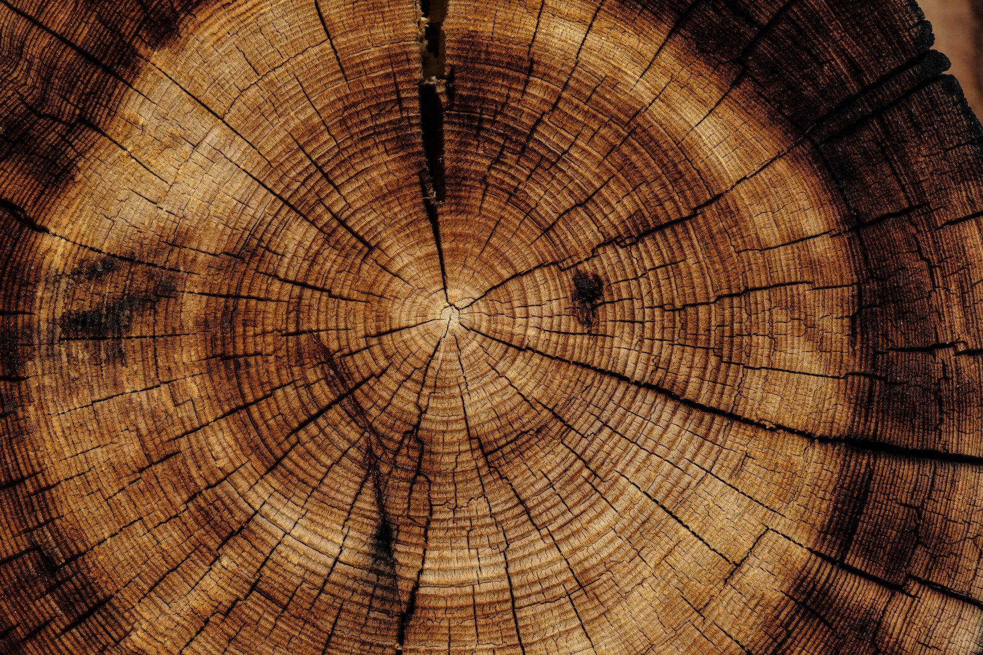 From Forest to Framework Understanding the Journey of Ethical Resources.jpg