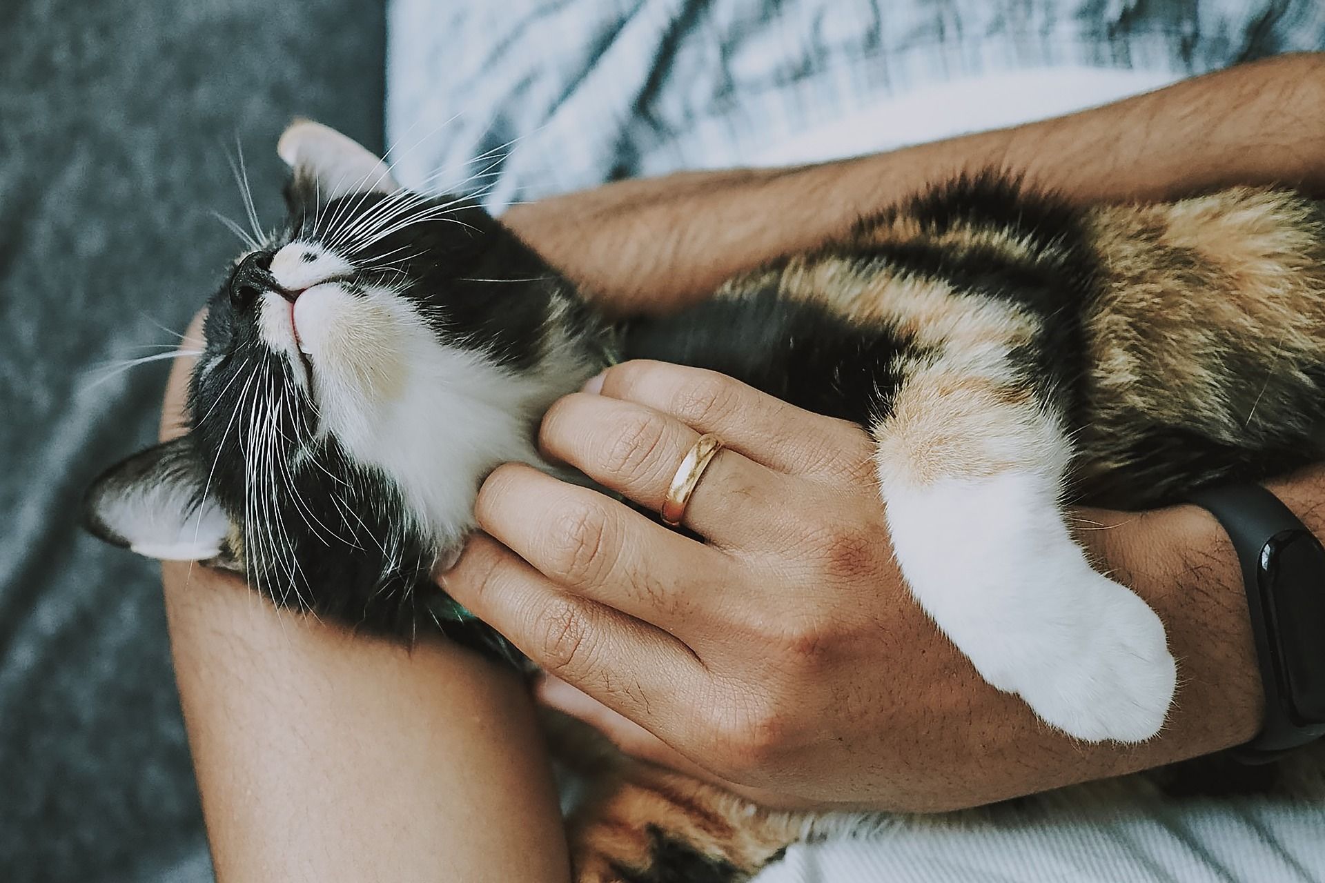 How to Fully Understand Proper Pet Care Essential Tips to Follow (2).jpg